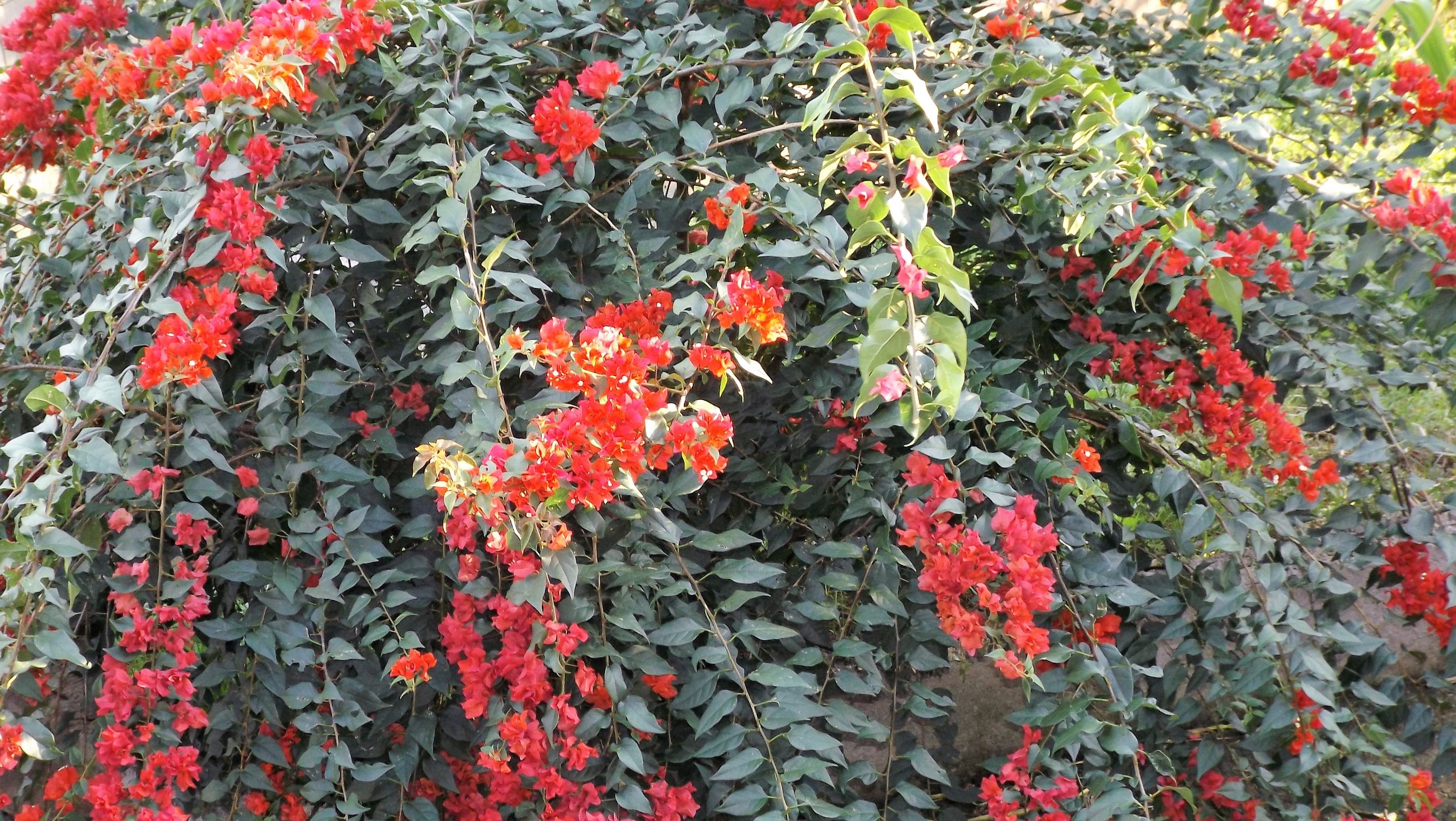 Bougainvillea