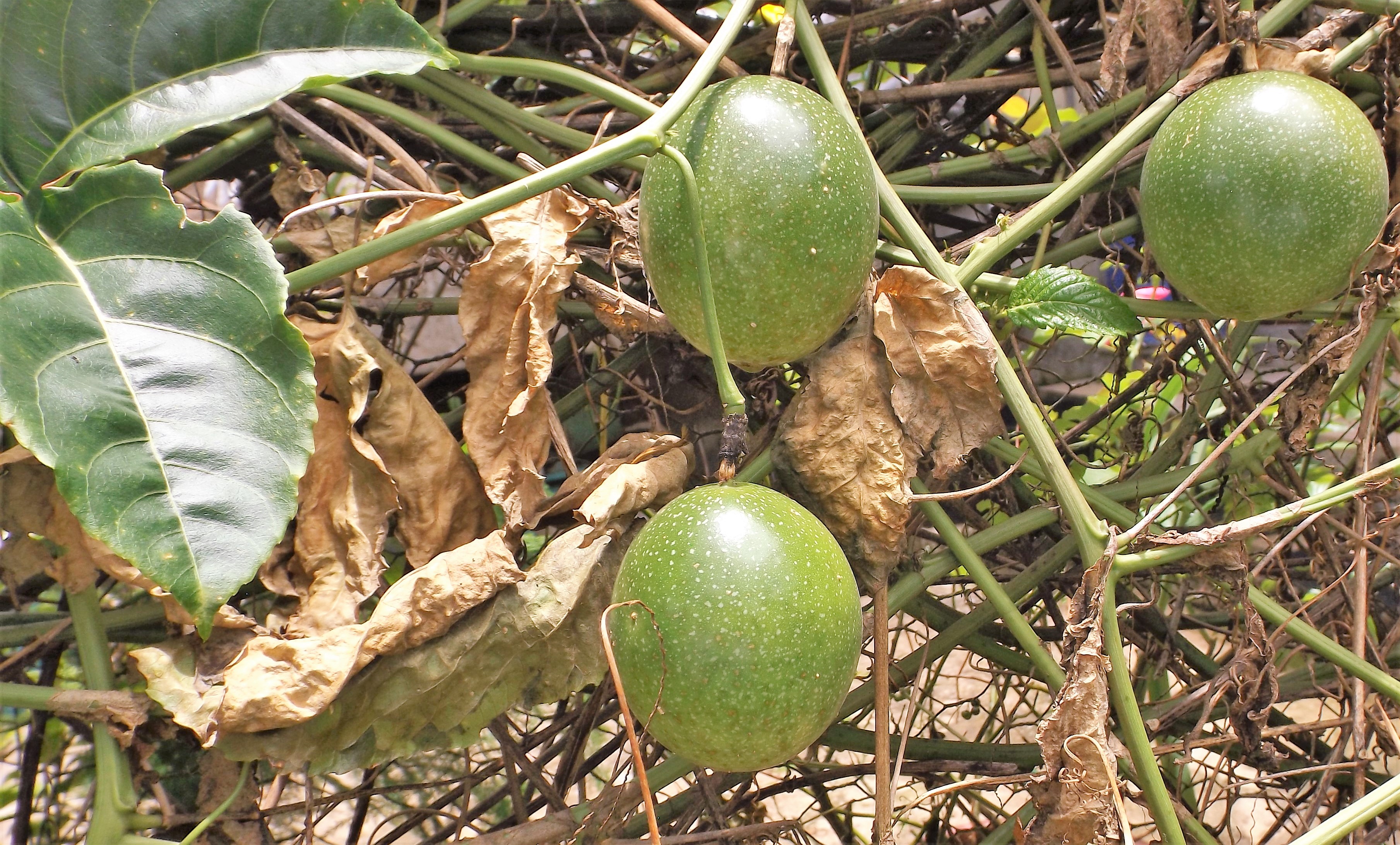 Fruits de la passion