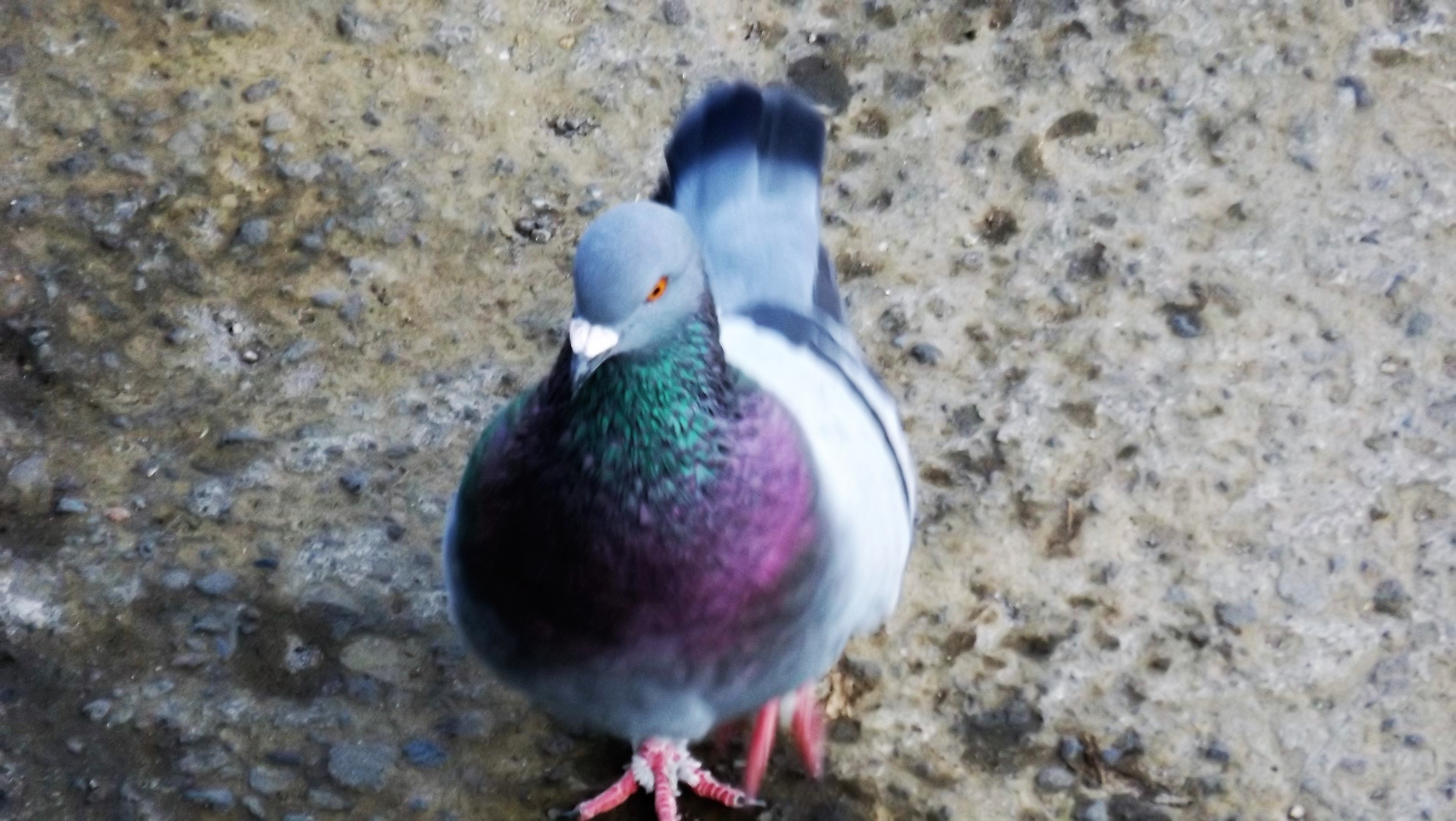 Pigeon