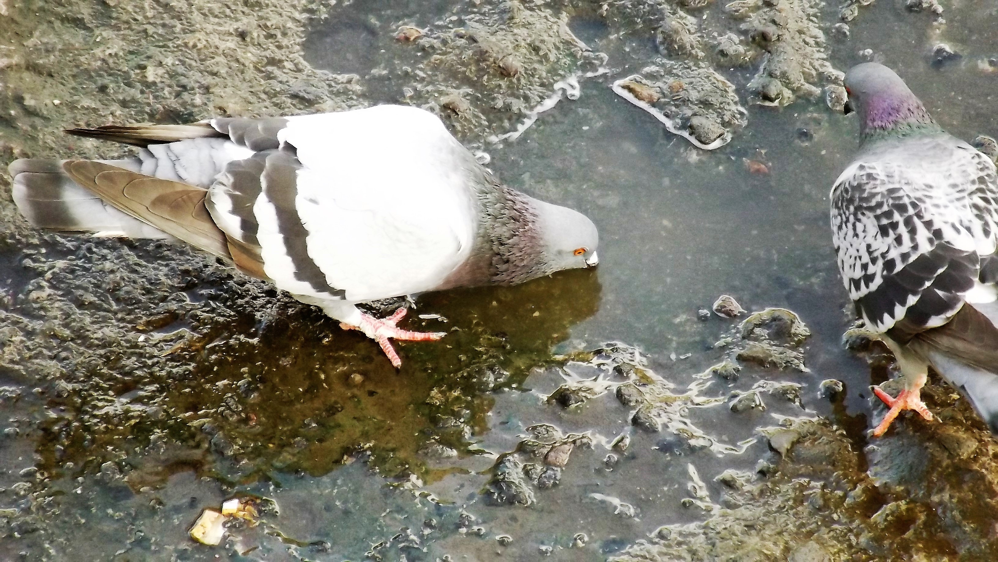 Les pigeons