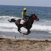 Courses de galop du 15 aout