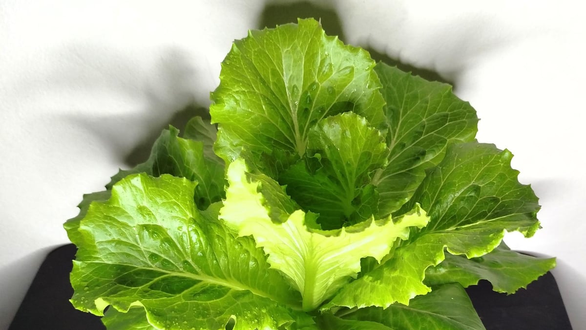 Lettuce